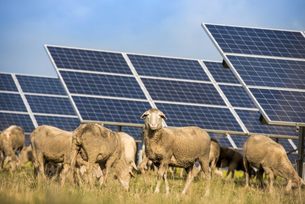 Sheep solar farm