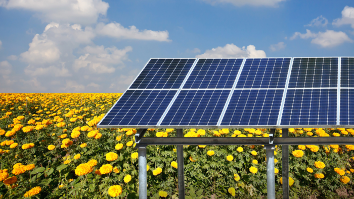 Pollinator planting agrivoltaic solar farm